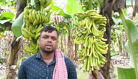 ৭০০ কলাগাছে কীটনাশক স্প্রে, ৪ লাখ টাকার ক্ষতি 
